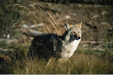 《英雄连3》公布开发日志视频 介绍全新层次破坏系统